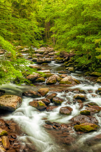 istock Roaring Fork Motor Trail River in the Smokies 1486108955