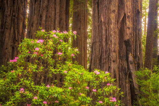 Rhododendrons in Redwood National Park in the spring