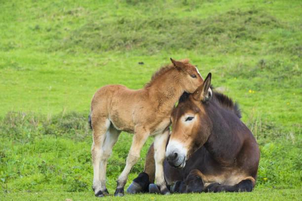 istock Mare and foal in Gainza, Goierri de Euskadi 1486109044