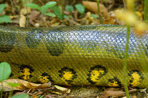 snakes thrive on the Los Llanos of Colombia
