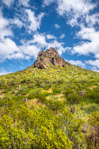 Picacho Peak is a prominent landmark in Southern Arizona.  Picacho Peak and Picacho Pass are part of Picacho Peak State Park.  In addition to being a popular recreation destination, the area is also of historical significance.  The peak was a landmark for Native American tribes and the pass was an important site during the American Civil War. The Battle of Picacho Pass, which was fought on April 15, 1862, was the westernmost battle of the war.  The peak and pass are in the Sonoran Desert region of southern Arizona, about halfway between Phoenix and Tucson.  Picacho Peak State Park covers over 3,700 acres and includes the peak, the pass, and the surrounding desert terrain, which is known for its unique plants and animals.  This desert landscape was photographed on the Calloway Trail in Picacho Peak State Park near the town of Picacho, Arizona, USA.