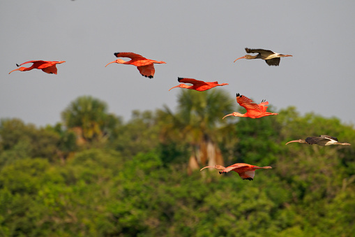 Ibis search for food in the Los Llanos region of Colombia