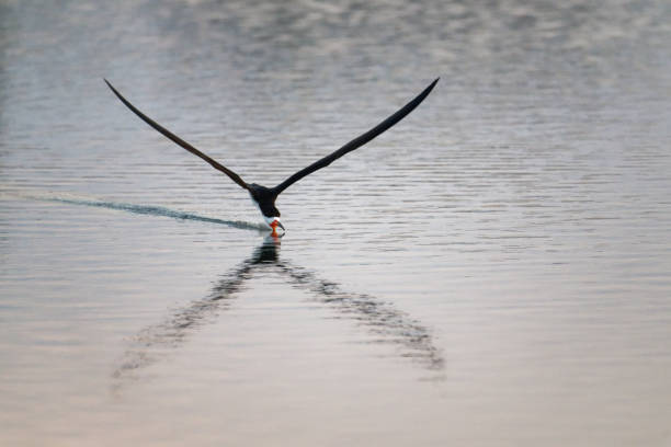 black-scherenschnabel - black skimmer skimmer one animal color image stock-fotos und bilder