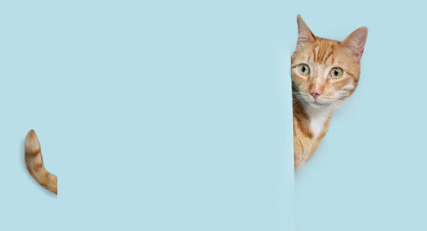 istock Portrait hide ginger orange cat behind ablue pastel wall or blank 1486110413
