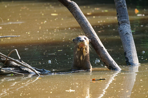 Asian-clawed Otter  at London Wetland in Barnes.