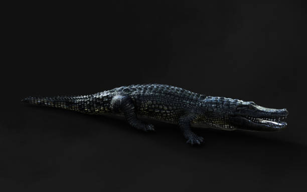 istock American alligator isolated on dark background with clipping path. 1486111848