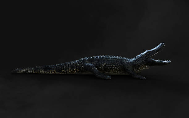 istock American alligator isolated on dark background with clipping path. 1486111861