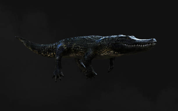 istock American alligator isolated on dark background with clipping path. 1486111869