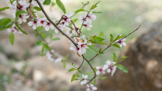 Close-up Almond flower