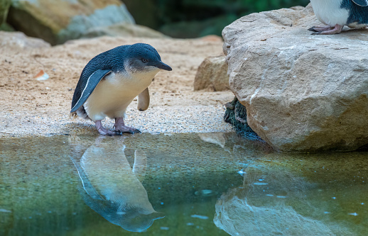 Australian little penguin (Eudyptula novaehollandiae), also called the fairy penguin, native to Australia and the Otago region of New Zealand.
