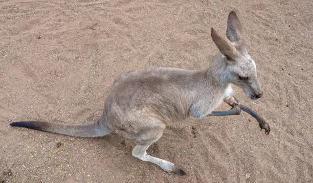 Photo of Wallaby, Sydney, New South Wales, Australia