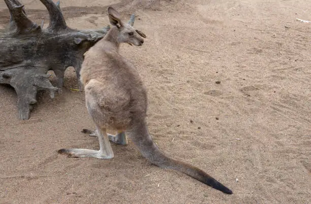 Photo of Wallaby, Sydney, New South Wales, Australia