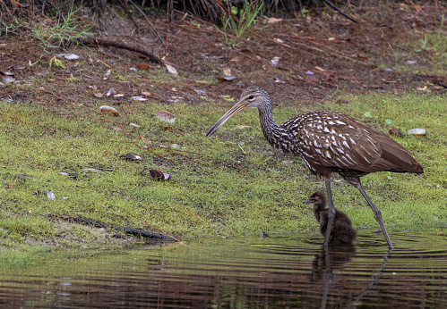 Wild Limpkin family with chicks in the beautiful natural surroundings of Orlando Wetlands Park in central Florida.  The park is a large marsh area which is home to numerous birds, mammals, and reptiles.