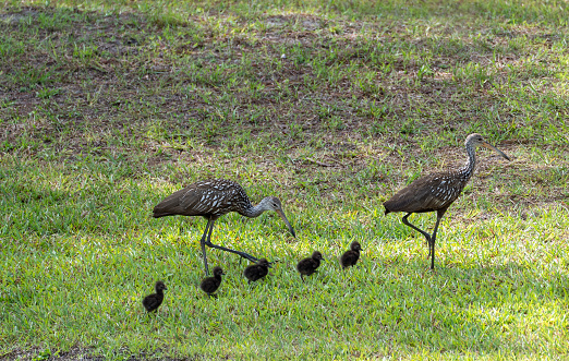 Wild Limpkin family with chicks in the beautiful natural surroundings of Orlando Wetlands Park in central Florida.  The park is a large marsh area which is home to numerous birds, mammals, and reptiles.