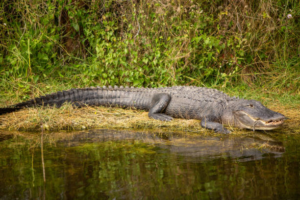 istock Happy Alligator on Land 1486115306
