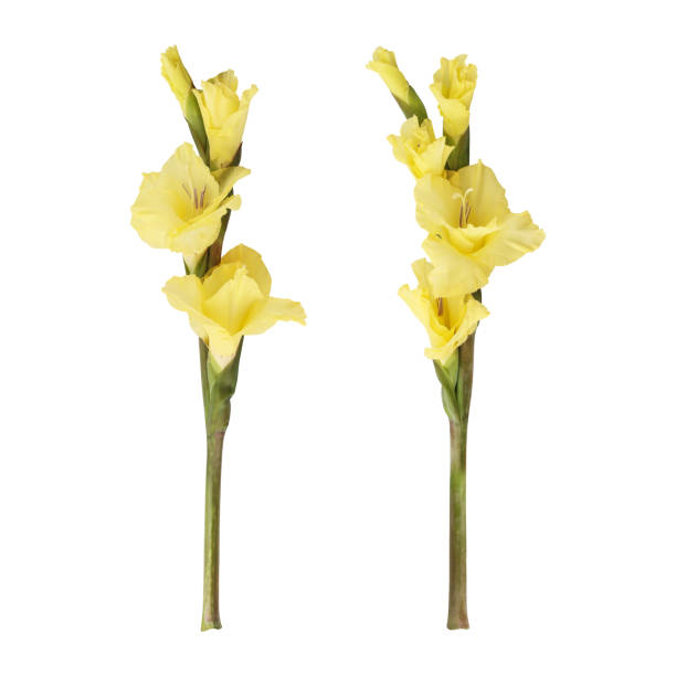 insieme di bellissimi steli gialli del fiore di gladiolo - gladiolus single flower stem isolated foto e immagini stock