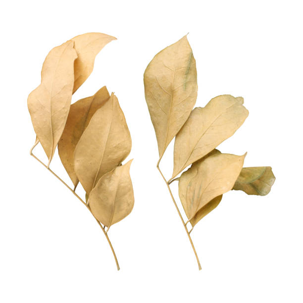 istock Collection of beautiful dry murraya leaves 1486115788