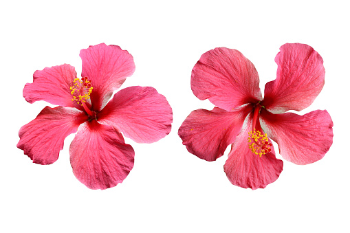 Pink hibiscus flowers isolated on white background