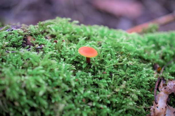 istock Small mushroom is seen growing among lush green moss in a forest environment 1486119128