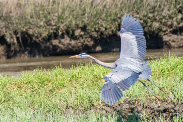 istock Great blue heron landing with spread wings 1486120511