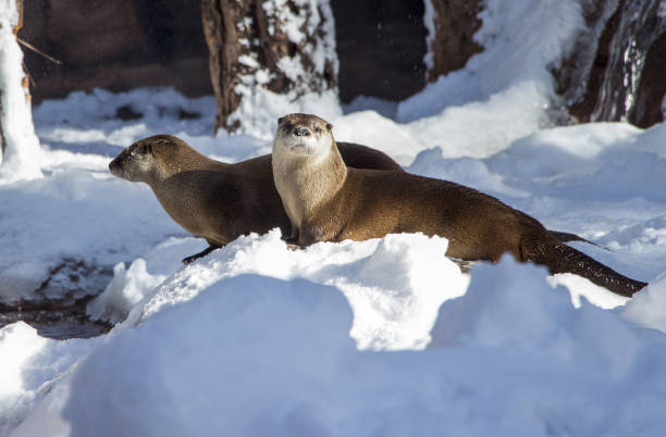 Portrait of a curious european otter.