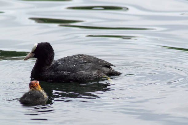 istock A coot with chick swimming in water 1486121019