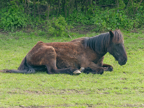 Beautiful brown Posavac horse lying in the pasture, Repusnica Lonjsko Polje Nature Park, Croatia