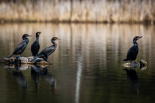 A group of Double-crested Cormorants resting in a swamp