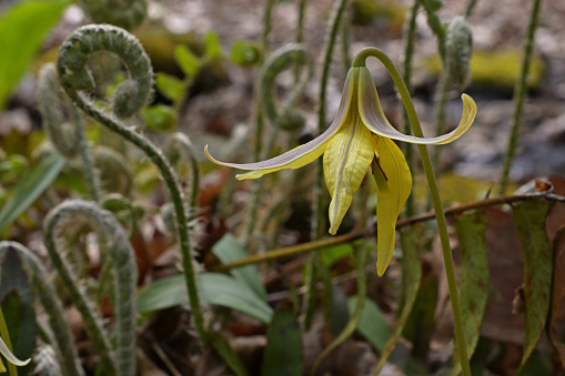 Trout lily (Erythronium americanum, aka yellow dogtooth violet) and Christmas ferns in early spring in the Connecticut wilderness