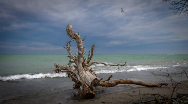Dead tree root on Lake of Ontario Shore