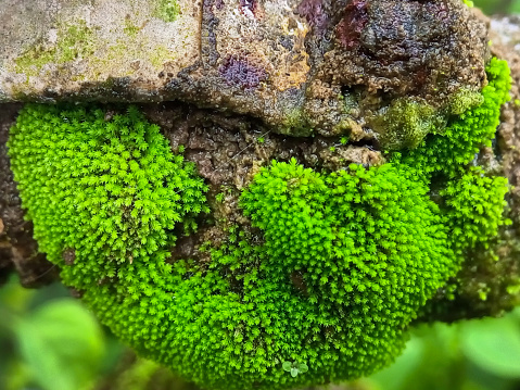 Close up photos of a lively green moss stuck to the rock , moss family, green background, nature background, green moss background,Moss on a rock