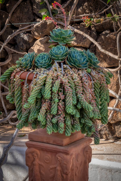 istock Plant pot with succulent plants decorating a garden 1486128632