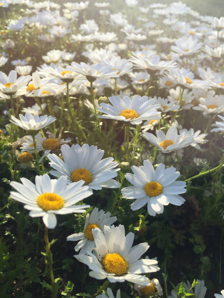 Daisy or chamomile fields, flowering marguerite daisy