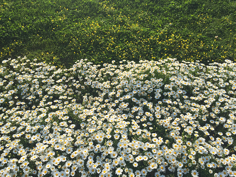 Daisy or chamomile fields, flowering marguerite daisy