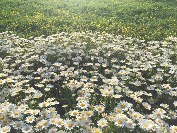 デイジーまたはカモミール畑、開花マルグリットデイジー - 16192 ストックフォトと画像