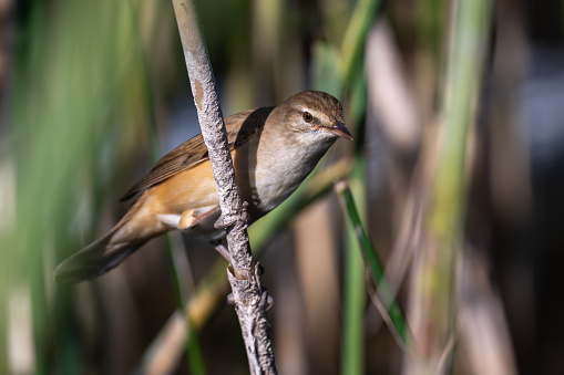 The great reed warbler