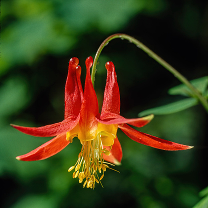 Aquilegia formosa, the crimson columbine, western columbine, or (ambiguously) red columbine, is a common wildflower native to western North America, from Alaska to Baja California, and eastward to Montana and Wyoming. Ranunculaceae.