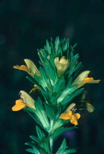Parentucellia viscosa is a species of flowering plant in the family Orobanchaceae known by the common names yellow bartsia and yellow glandweed. Orobanchaceae.