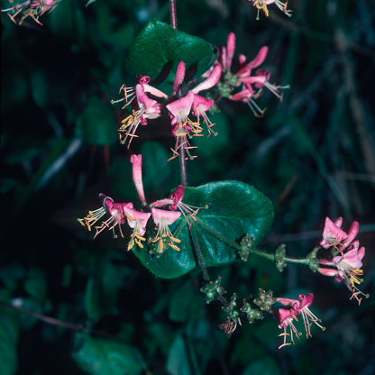 The perennial vine Lonicera hispidula is a species of honeysuckle known as pink honeysuckle and, less often, California honeysuckle. It is a low-elevation woodlands shrub or vine found on the West Coast of North America. Caprifoliaceae.