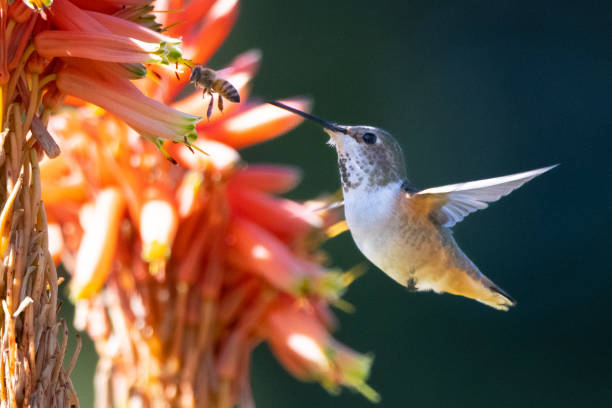 Allen's Hummingbird feeding on candelabra aloe flowers at Los Angeles County Arboretum.
