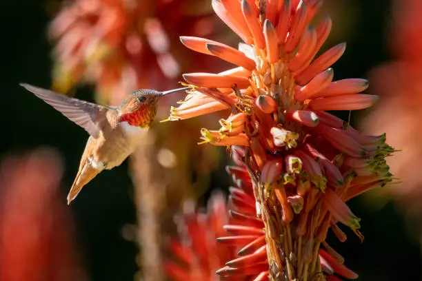 Allen's Hummingbird feeding on candelabra aloe flowers at Los Angeles County Arboretum.