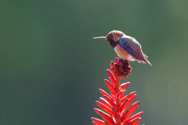 Allen's Hummingbird perched at Los Angeles County Arboretum.