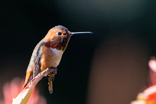 Allen's Hummingbird perched at Los Angeles County Arboretum.