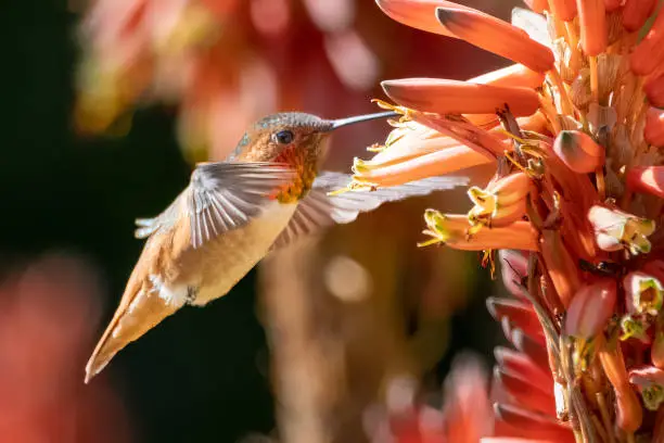Allen's Hummingbird feeding on candelabra aloe flowers at Los Angeles County Arboretum.
