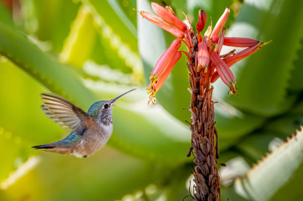 Stunning iridescent gold and green hummingbird feeding with angelic wings