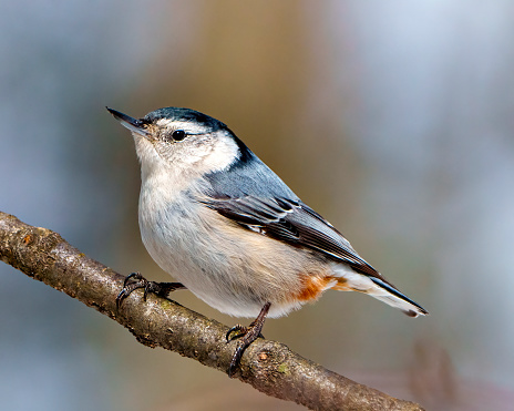 White-breasted Nuthatch perched on a tree branch with a blur background in its environment and habitat surrounding. Nuthatch Portrait. Nuthatch Picture.