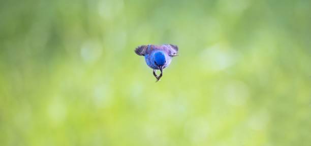 Mountain Bluebird on barbed wire fence in Colorado in western USA of North America.