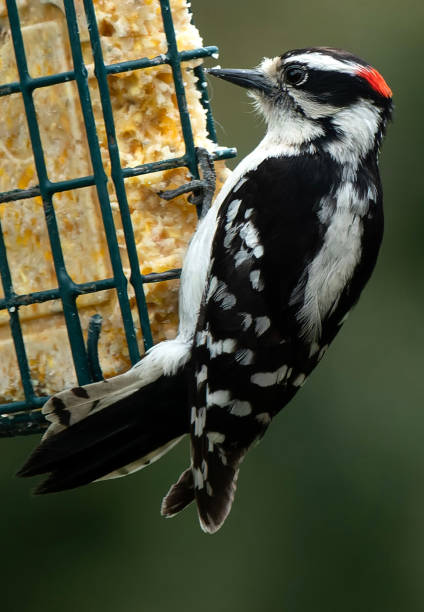 istock A Woodpecker on the suet feeder 1486133193