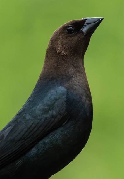 ein covbird auf dem futterhäuschen - braunkopf kuhstärling stock-fotos und bilder