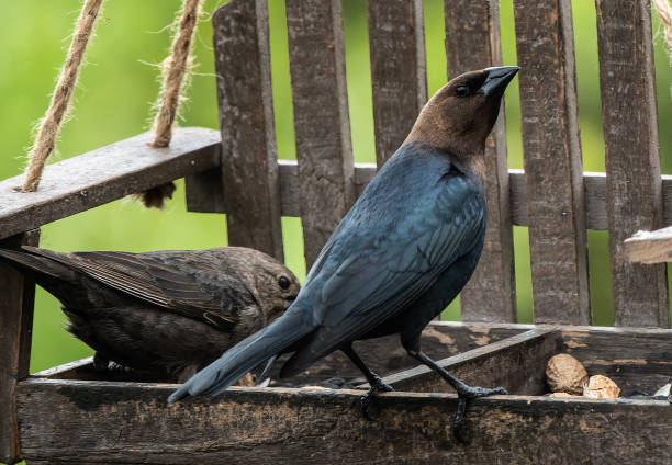 ein covbird auf dem futterhäuschen - braunkopf kuhstärling stock-fotos und bilder